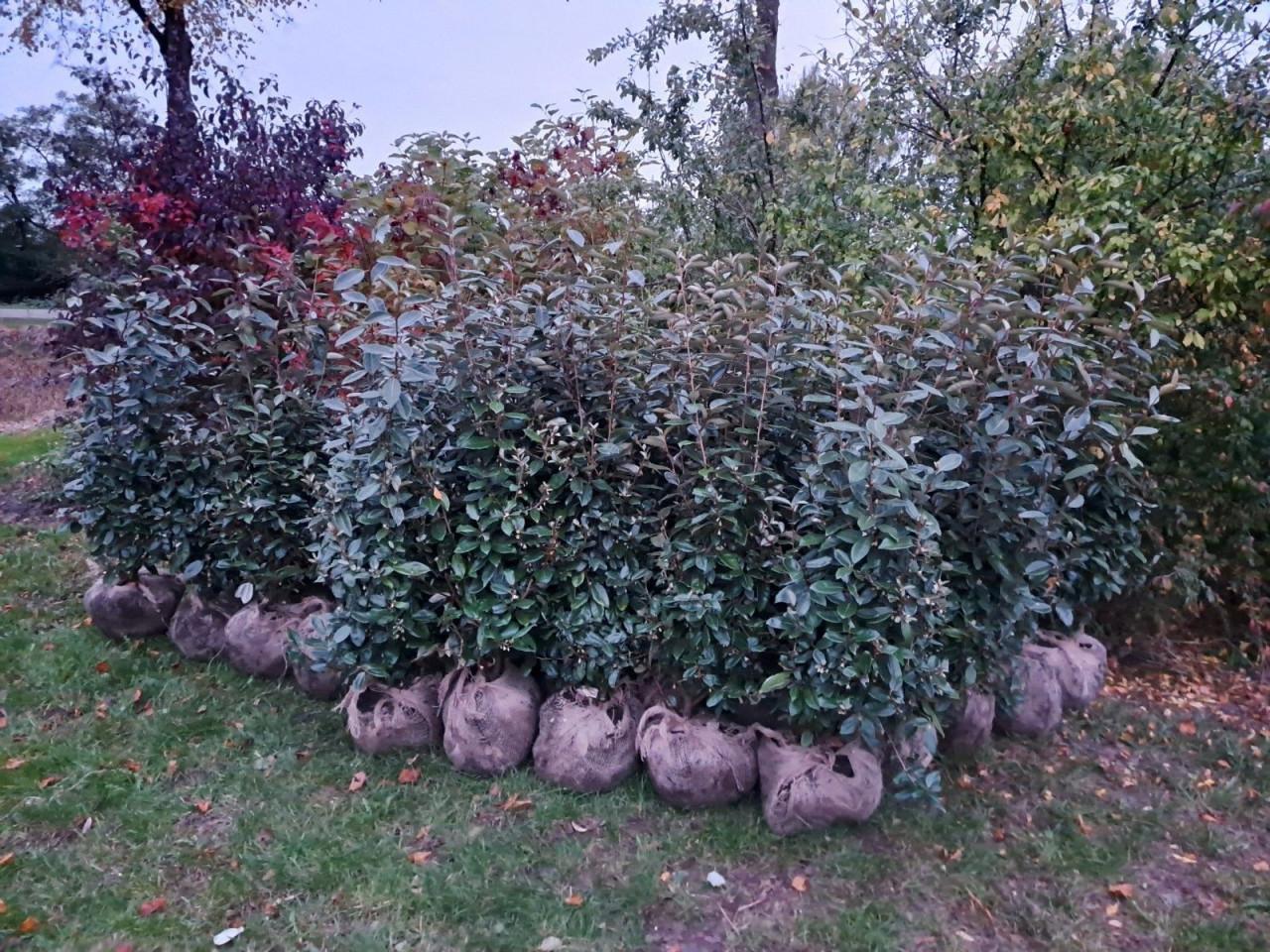 Olijfwilg (Elaeagnus)