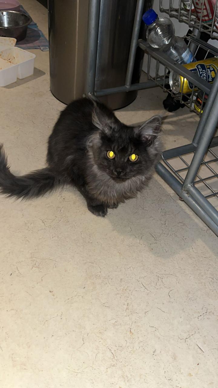 Prachtige Maincoon Ragdoll kittens zoeken met spoed een nieuw huis