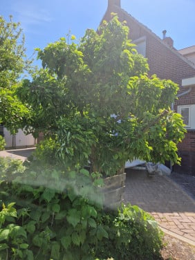 Oude fruitboom te koop stoofpeer