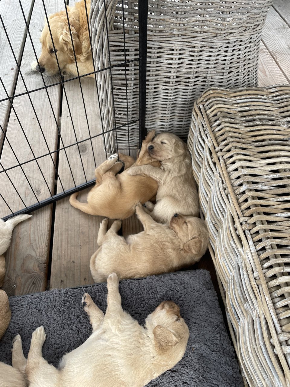 Mooie pups Golden retriever x Labradoodle