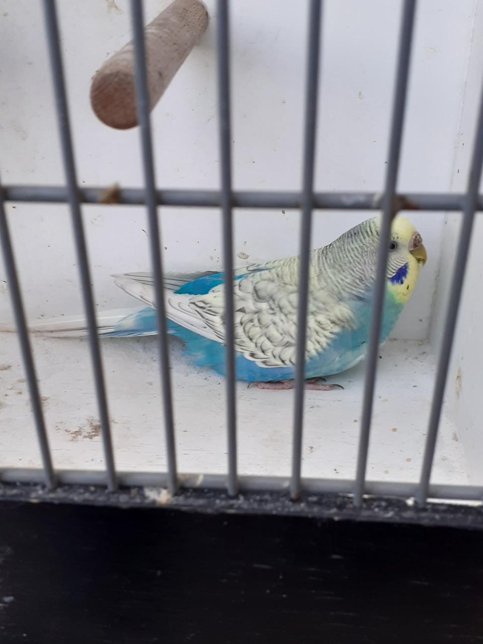 Koppels grasparkieten