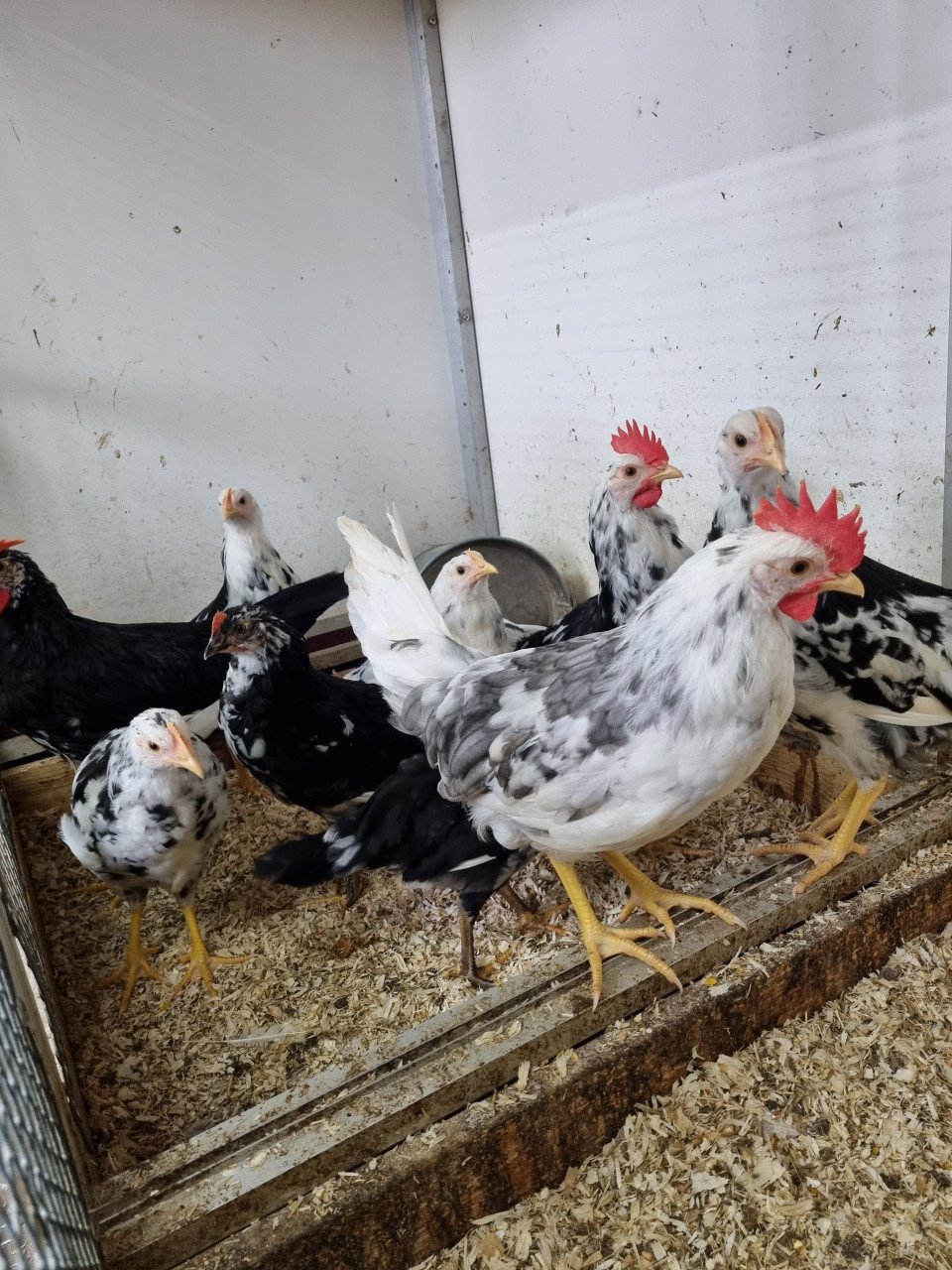 Bonte leghorns