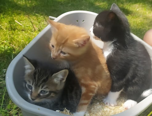 Schattige kittens