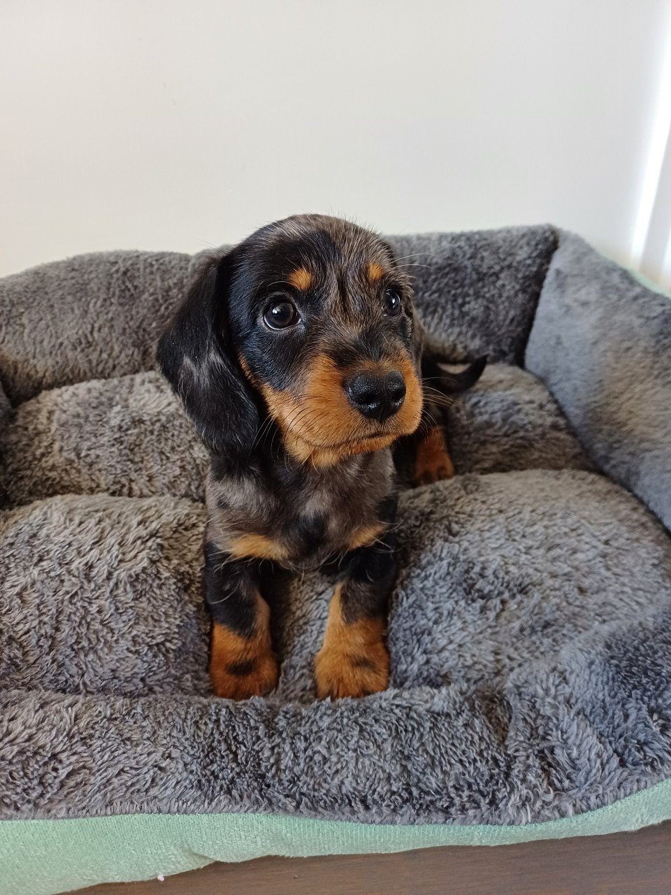 Super vrolijke Dwerg Teckel pups