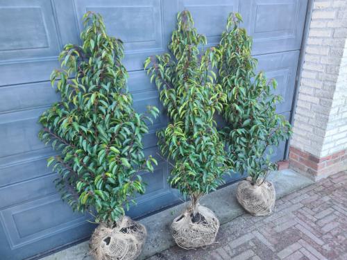 Portugese laurier 100-120 cm haagplanten de allerlaatsten!