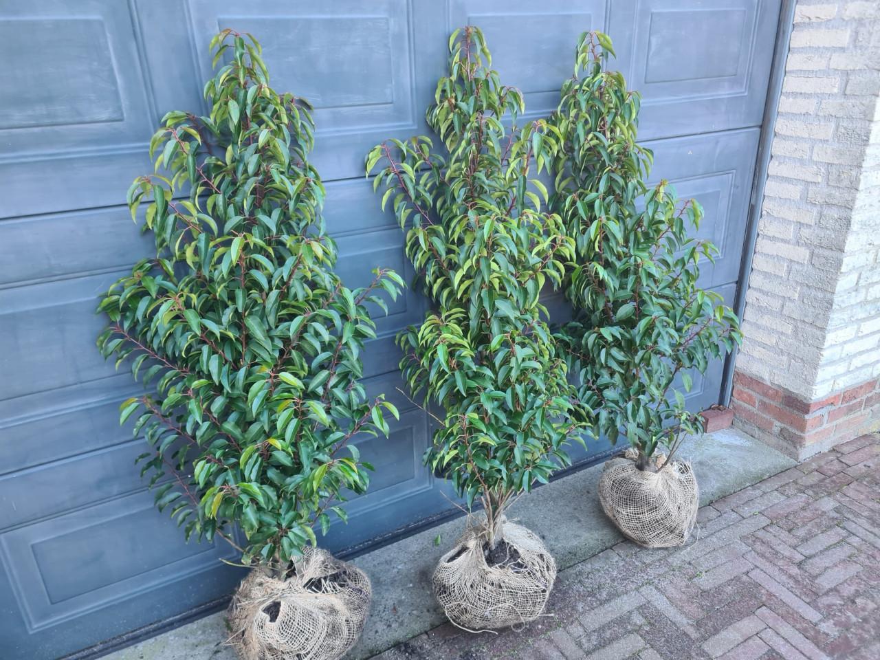 Portugese laurier 100-120 cm haagplanten de allerlaatsten!