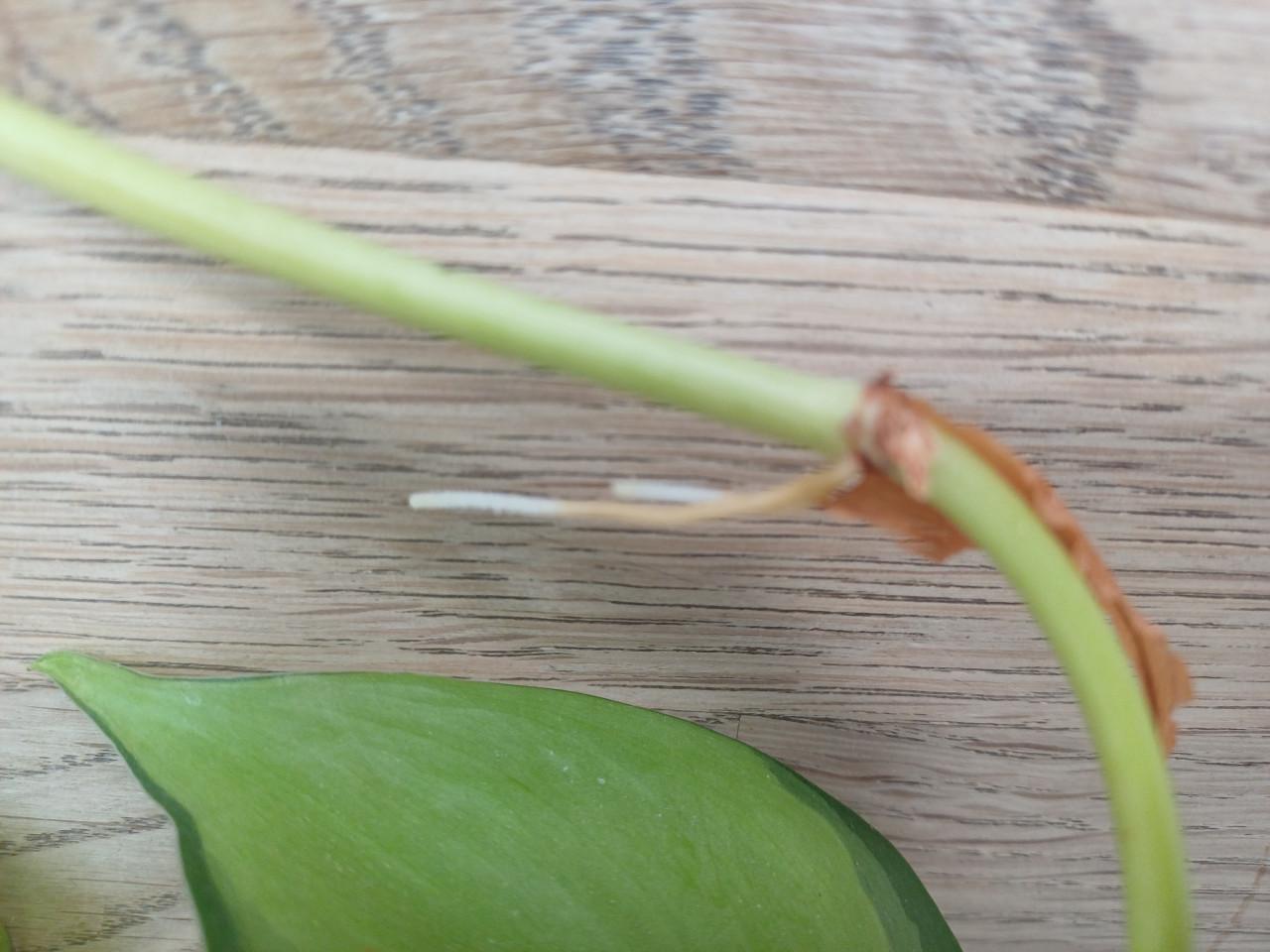 SUPERmooie stekjes 2-kleurige drakenklimop (philodendron)!
