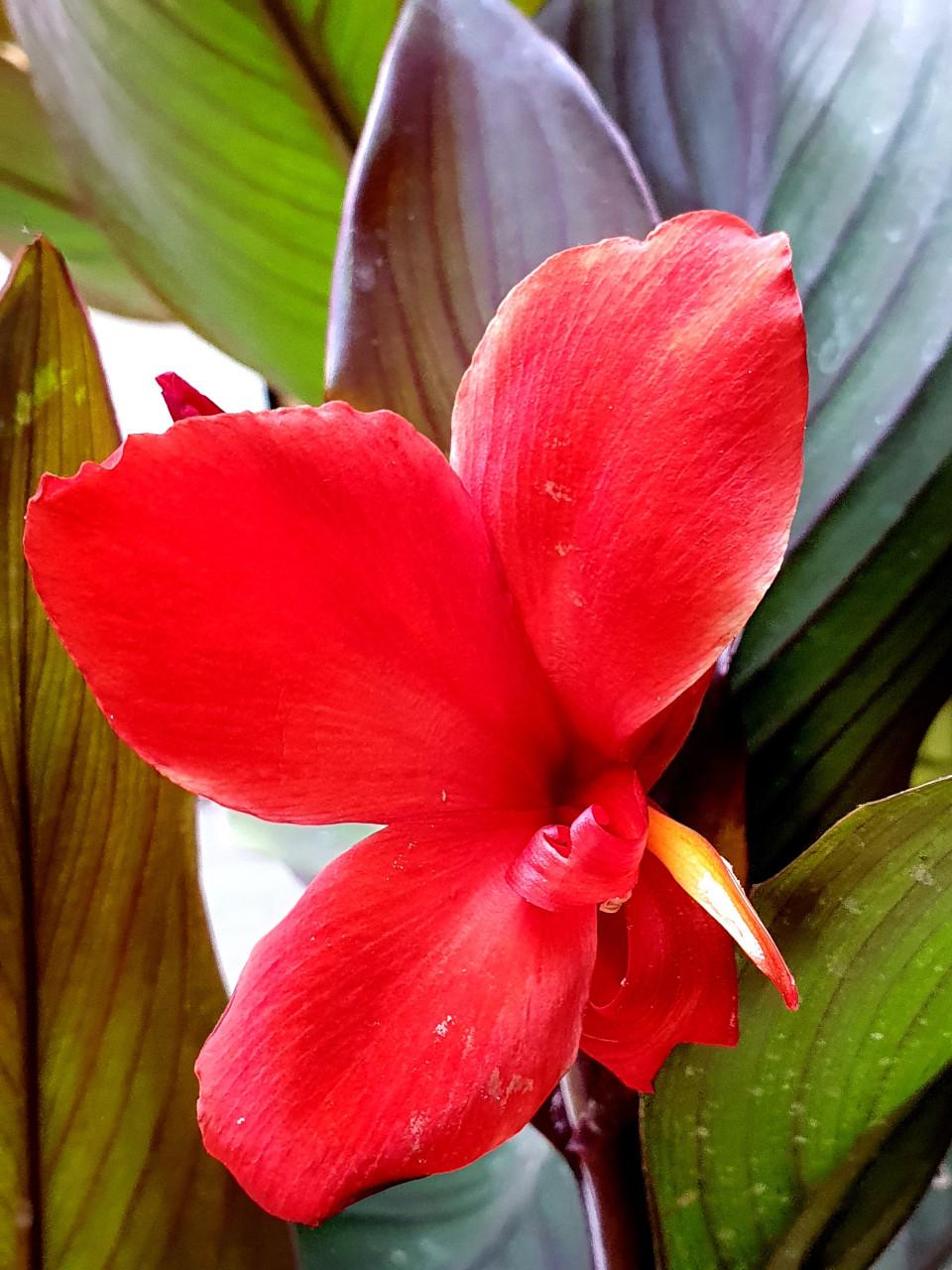 Canna's & Hortensia's