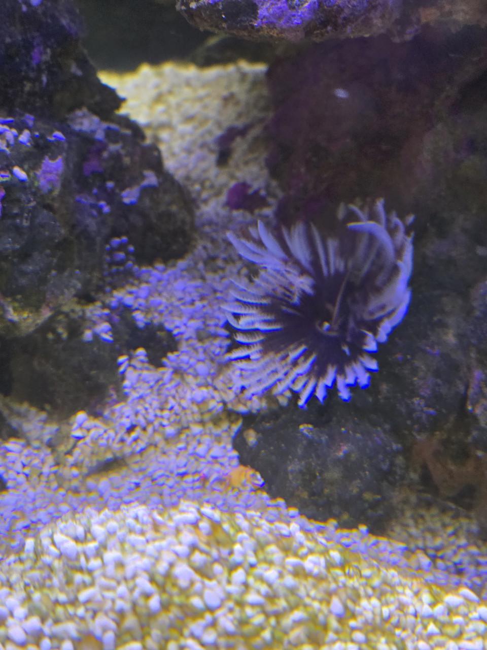 Mooi zeewater Aquarium