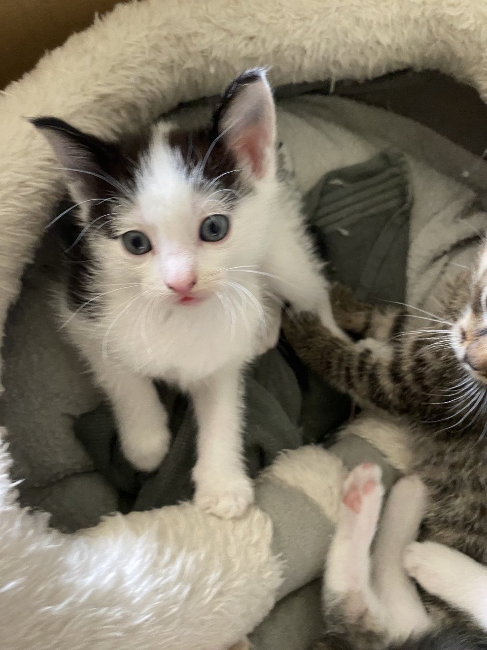 3 kittens