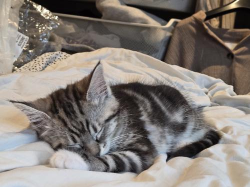 Kitten te koop