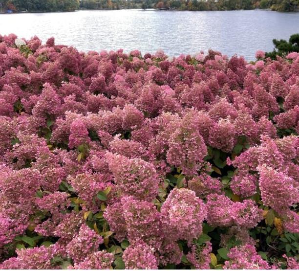 Pluimhortensia Limelight