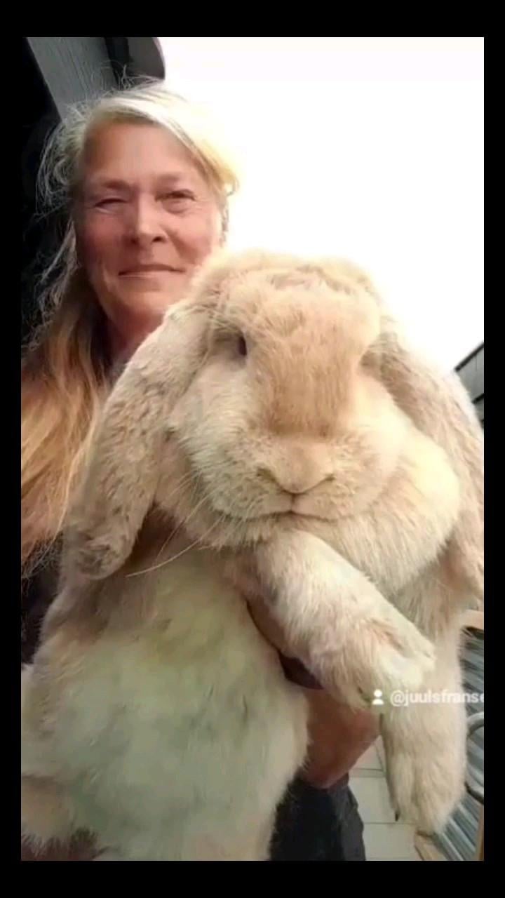 Raszuivere Franse hangoor konijnen