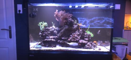 Redsea reefer 250