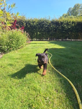 Jonge Rottweiler pups; loyaal, lief en beschermend