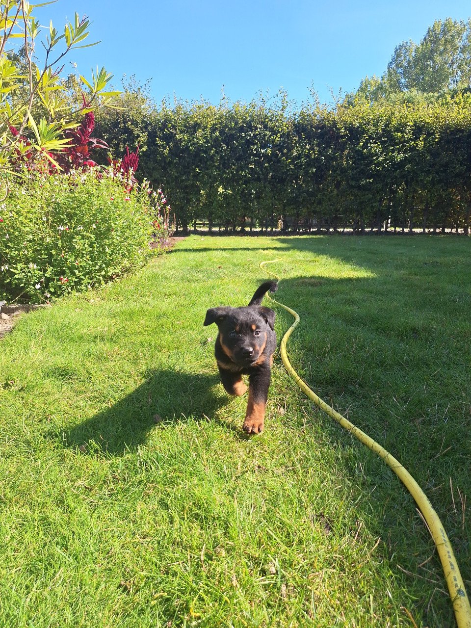 Jonge Rottweiler pups; loyaal, lief en beschermend