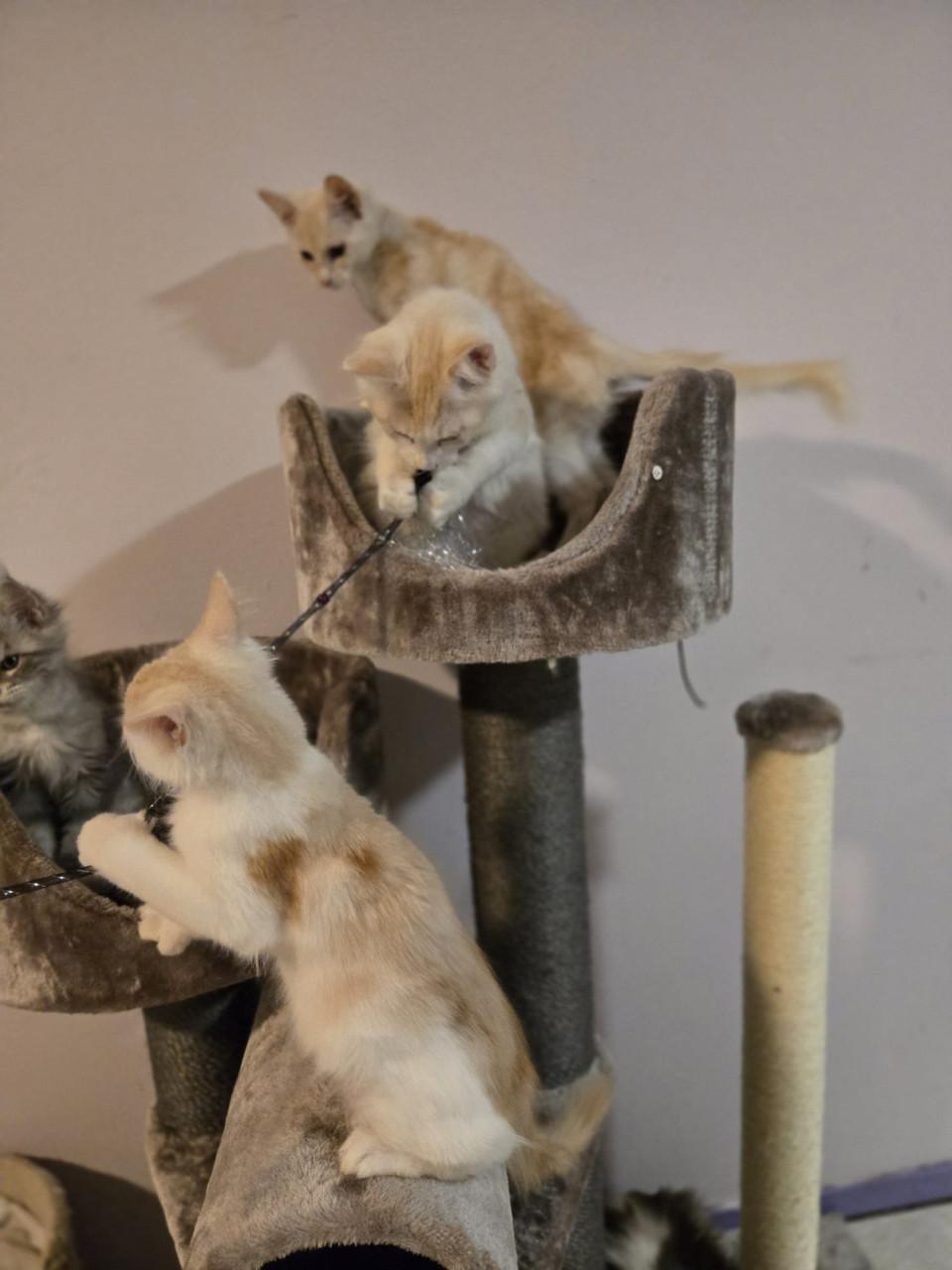 Maine coon kittens met stamboom NOG 1