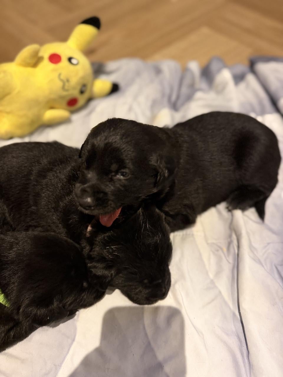 Duitse herder - labrador pups (nog 1 teefje beschikbaar)