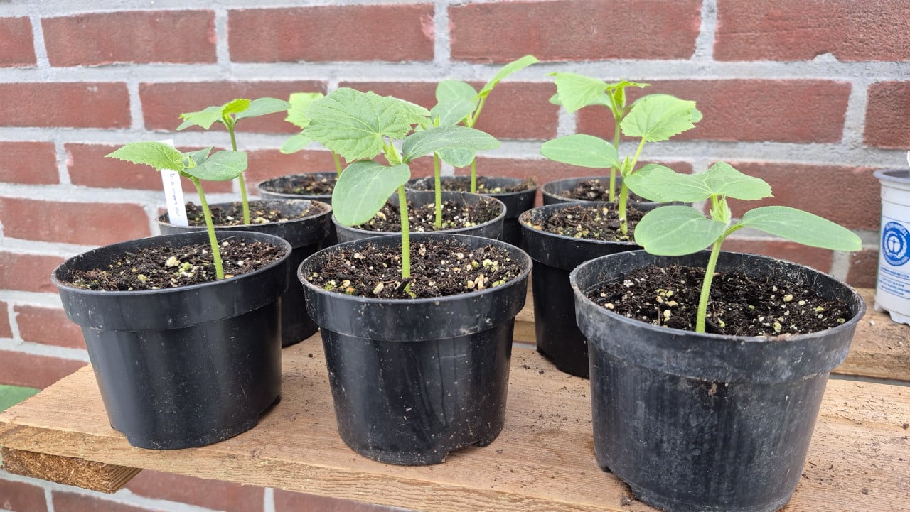 Tomatenplanten, komkommers en courgette