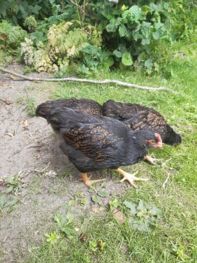Barnevelder kippen handtam