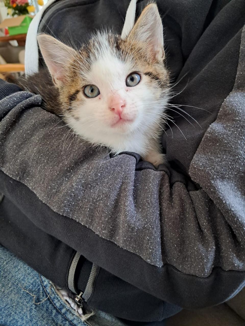 VIER LIEVE SPEELSE EN GEZONDE KITTENS BESCHIKBAAR!