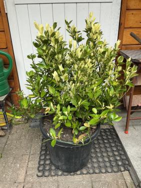 Grote kardinaalsmuts