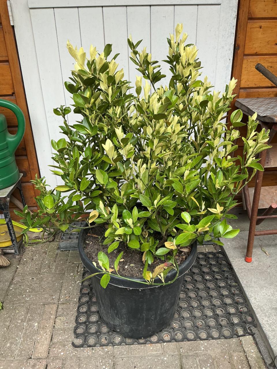 Grote kardinaalsmuts