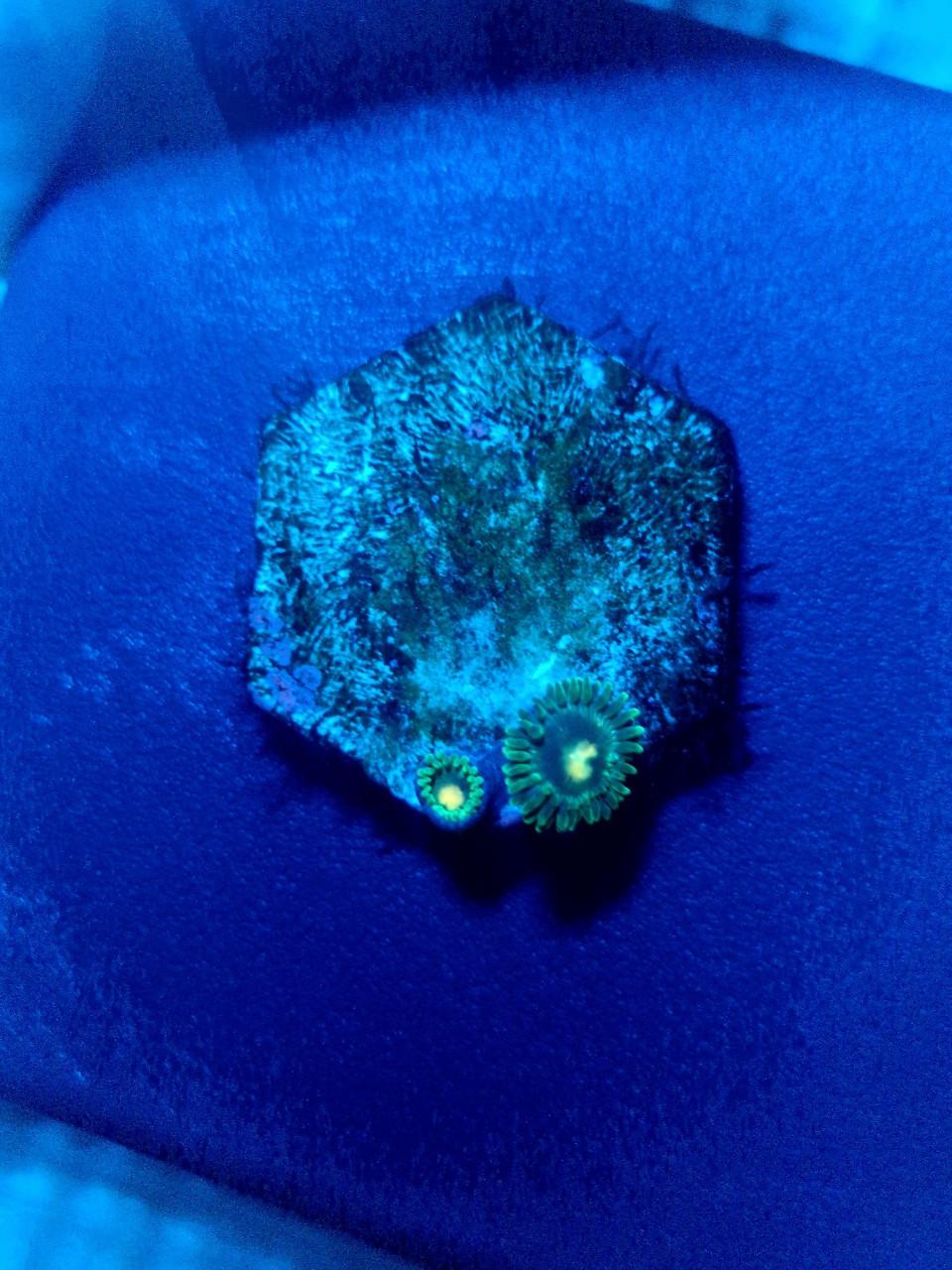 Zoanthus Gorilla Nipple