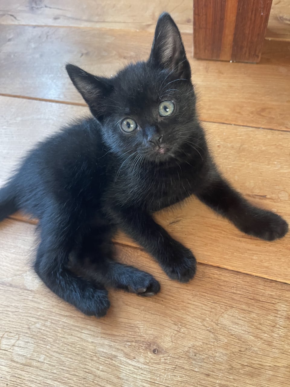 Kittens