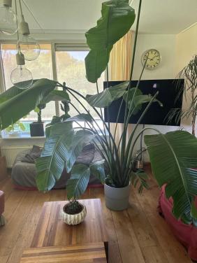 Mooie strelitzia nicolai kamerplant