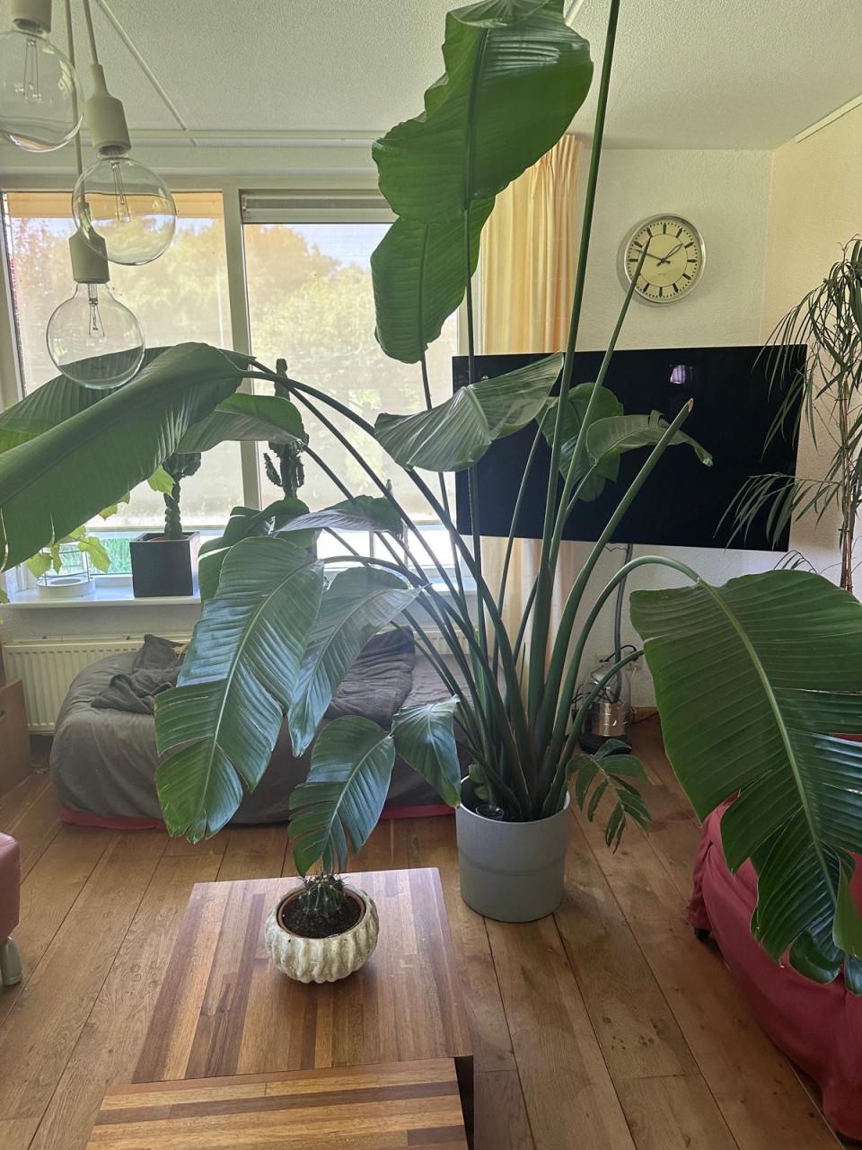 Mooie strelitzia nicolai kamerplant