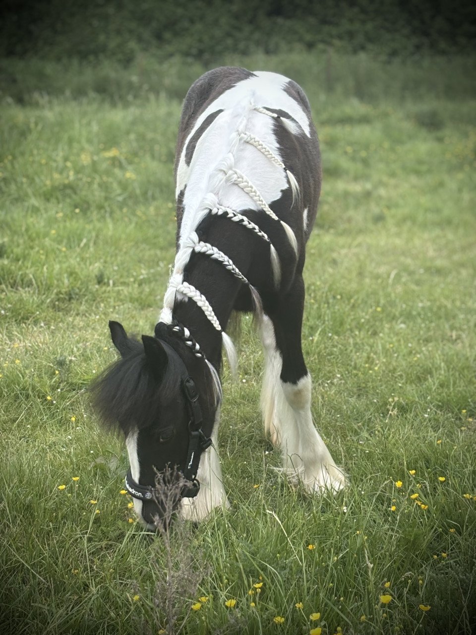 Super lieve Tinker merrie