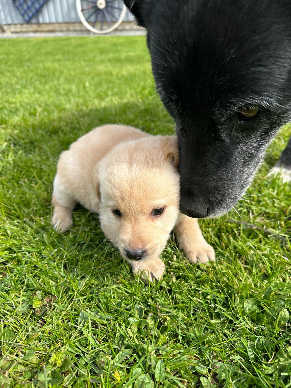 Puppy’s te koop - gekruising Labrador