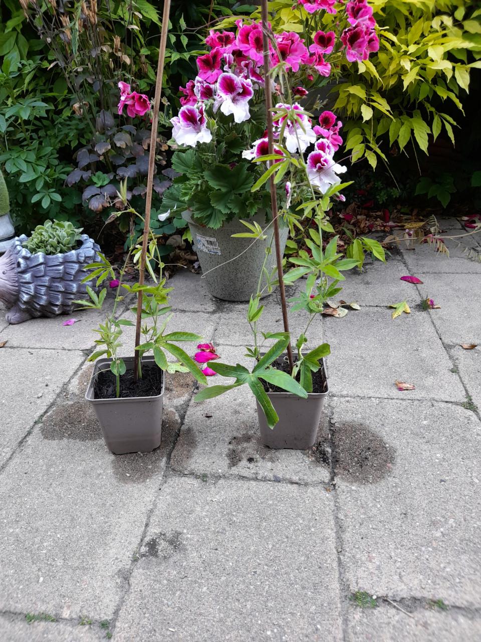 Passiebloem