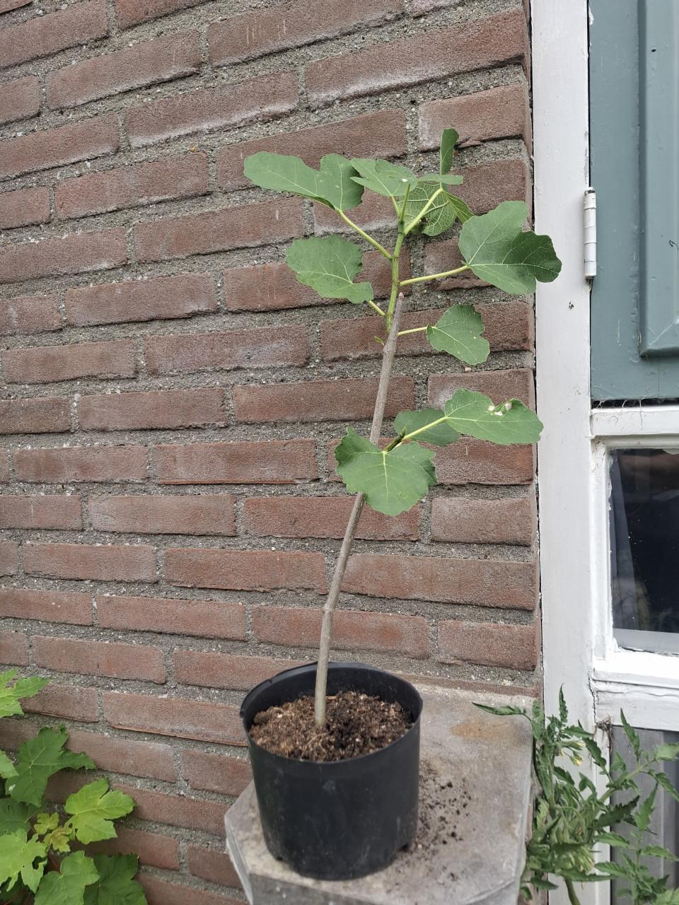Diverse Vijgen Stekjes