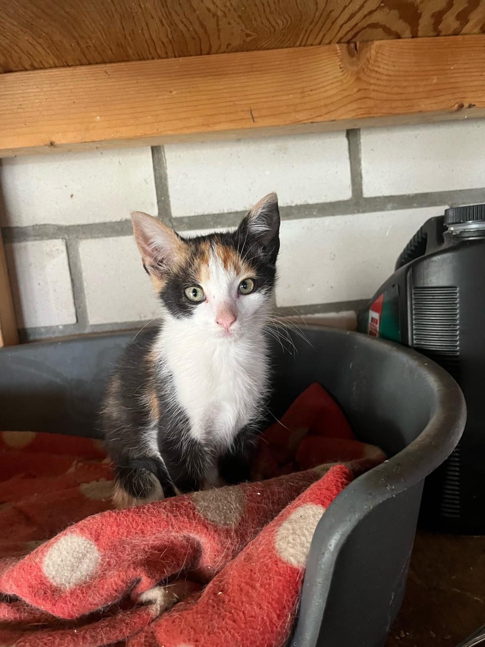 Kittens
