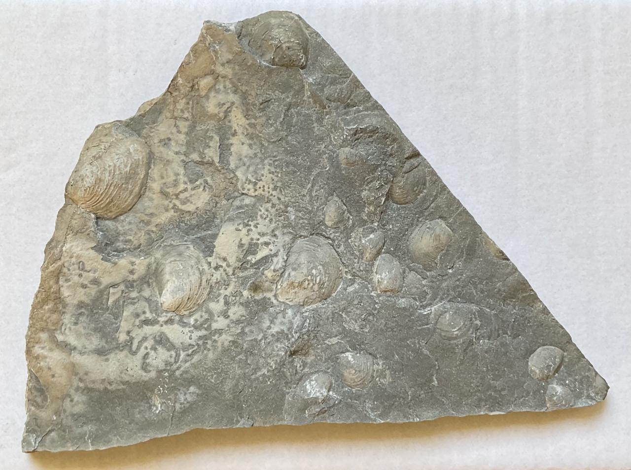 Fossiele steen met schelpen