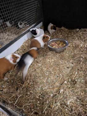 Ruime keuze uit cavia's
