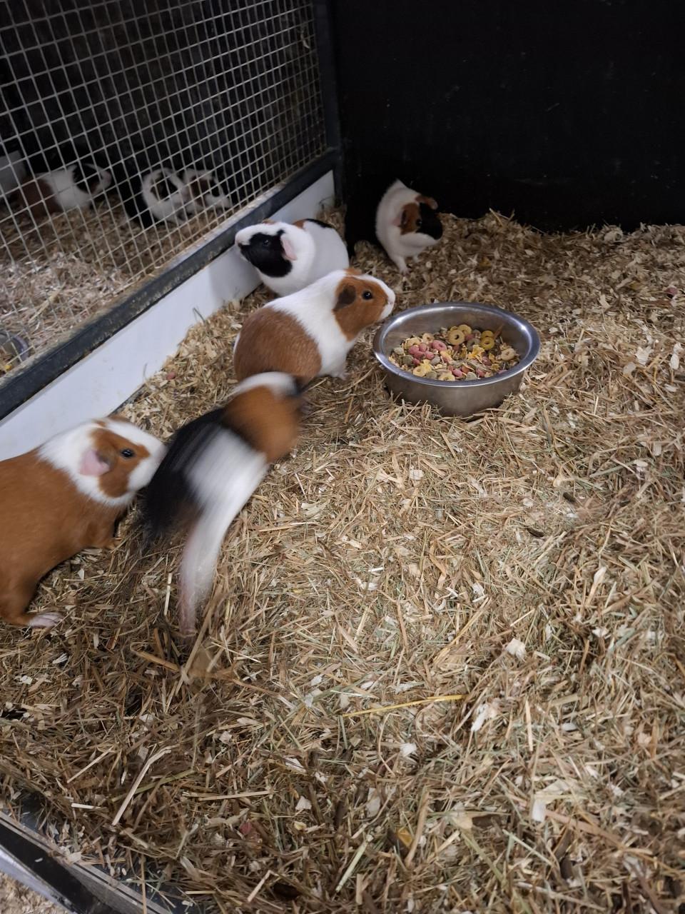 Ruime keuze uit cavia's