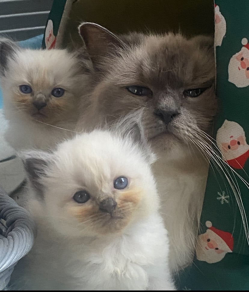 Ragdoll poes met stamboom