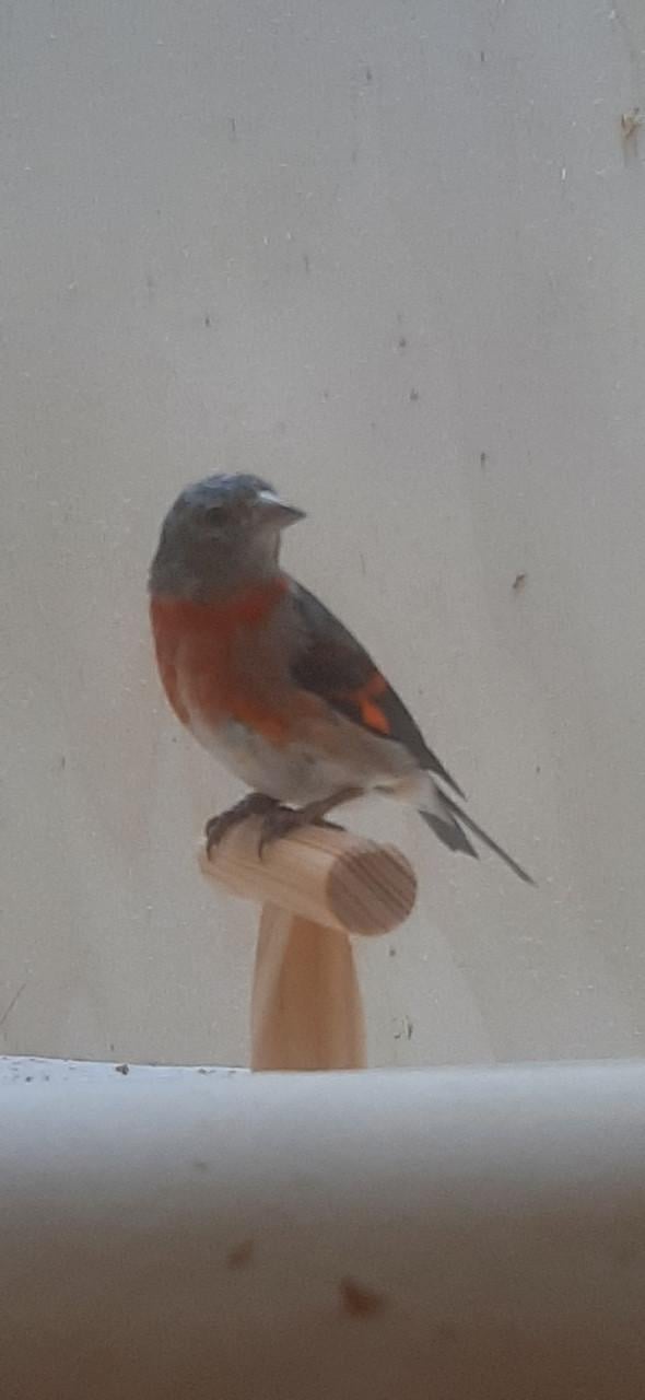 Kapoetsensijs poppen