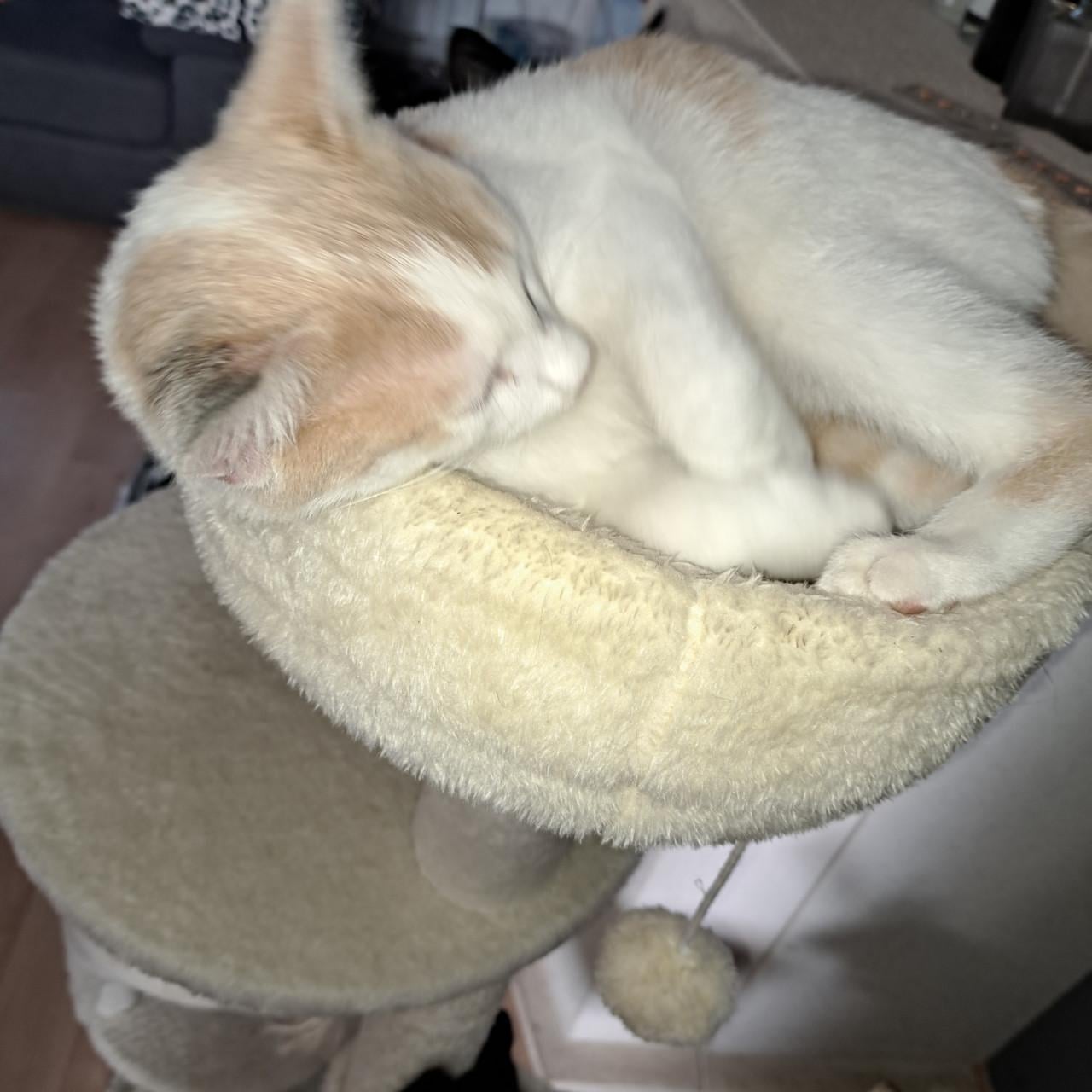 Kittens