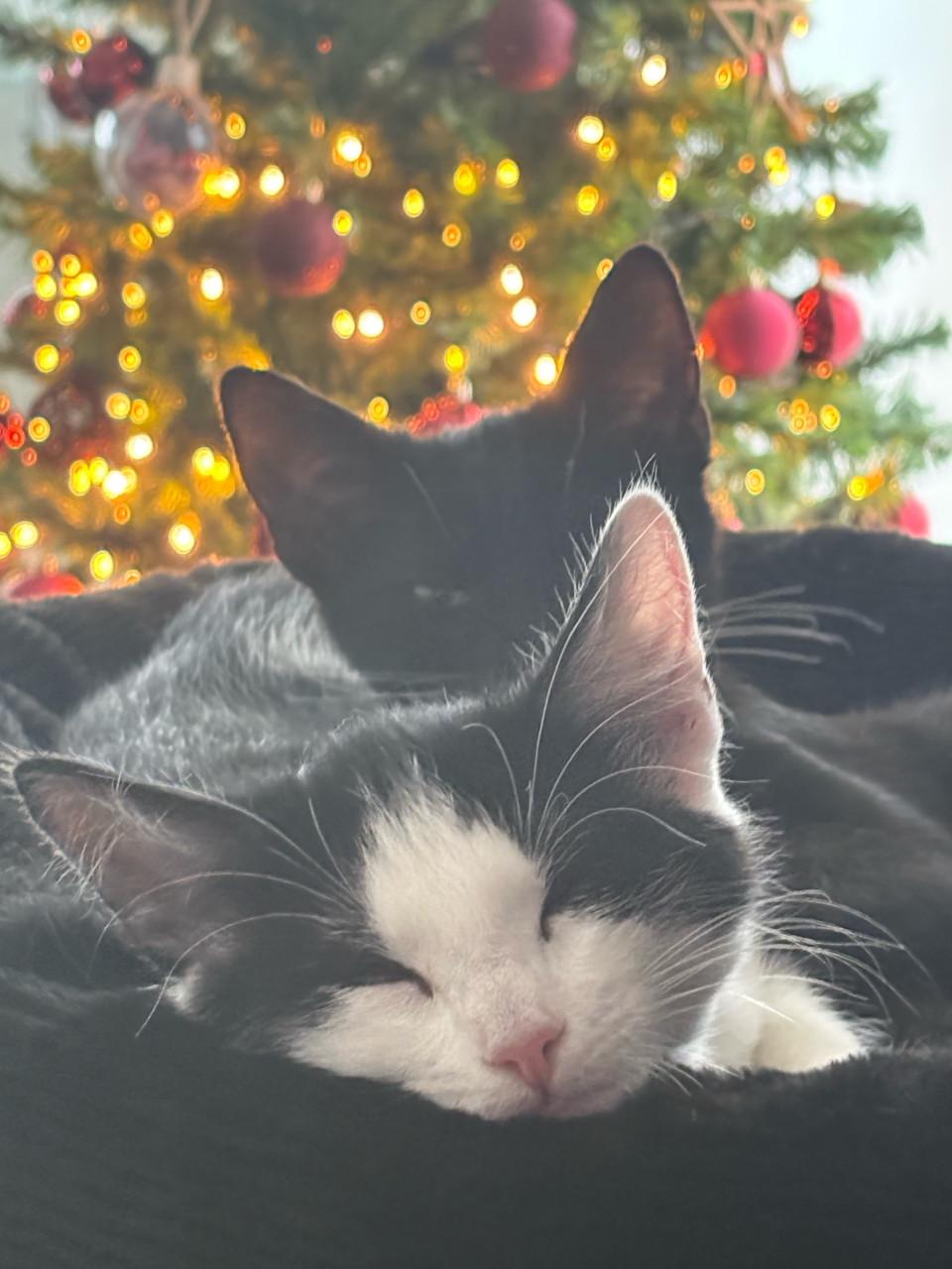 2 katers, kunnen per direct naar een nieuw huis, incl. spullen