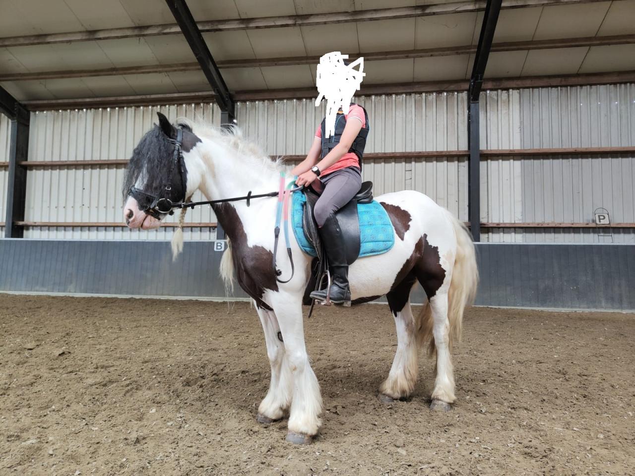 Tinker merrie te koop