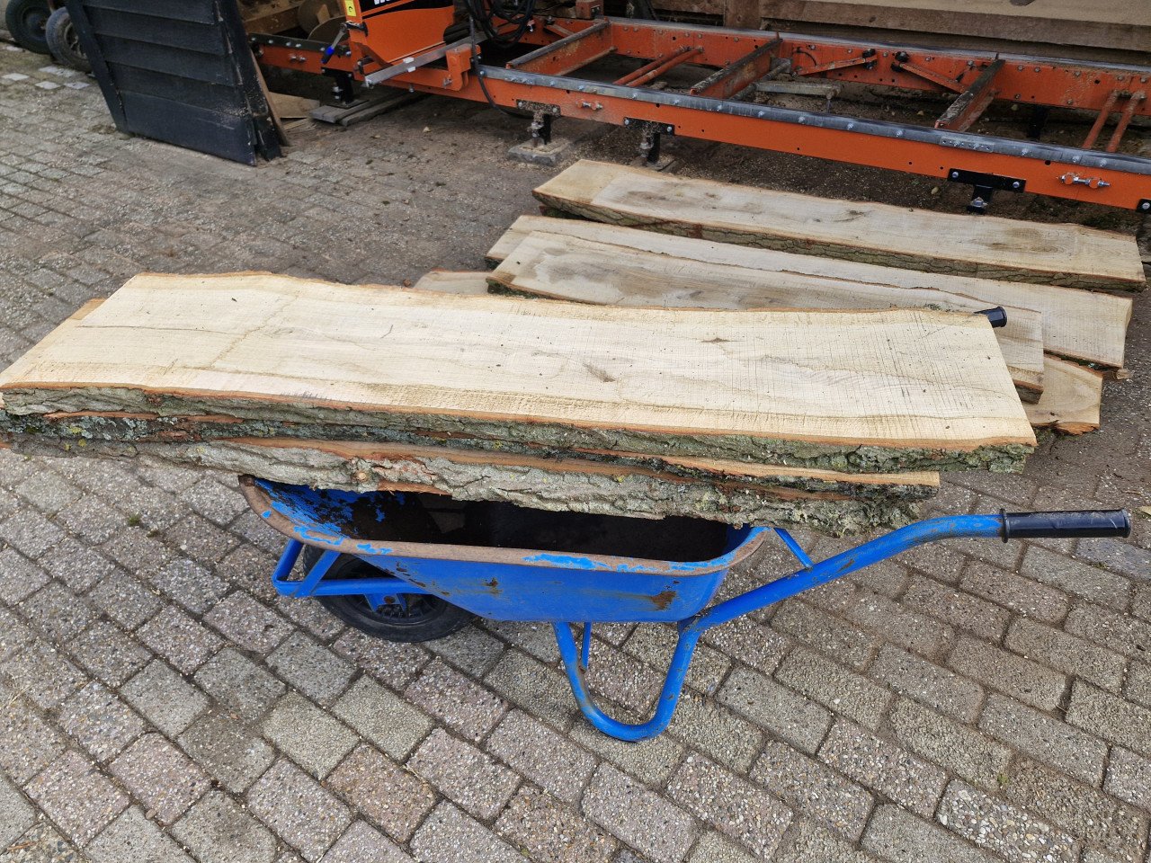 Eiken schaaldelen