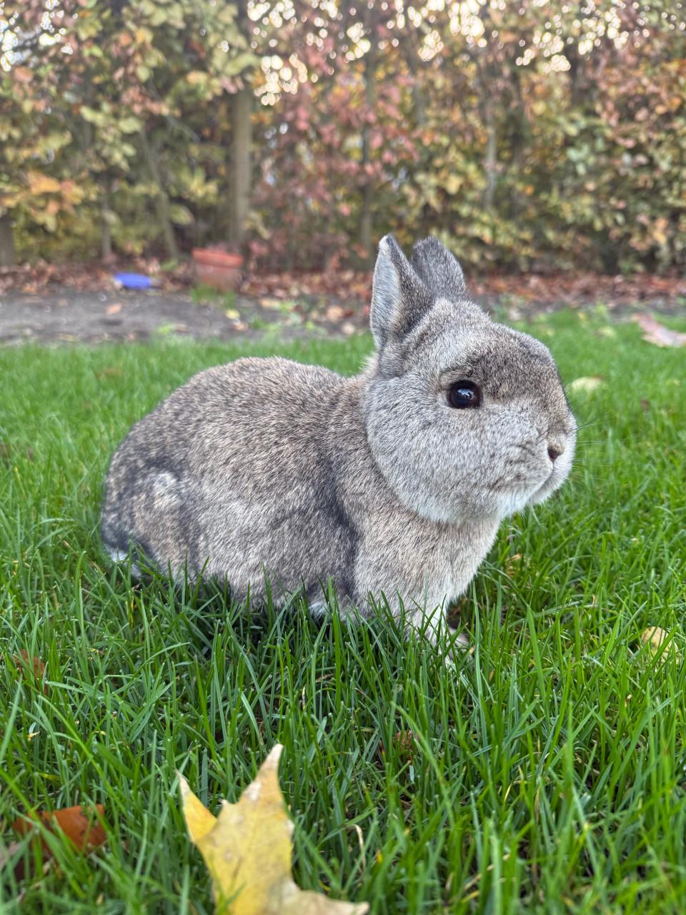 2 vrouwtjes konijnen