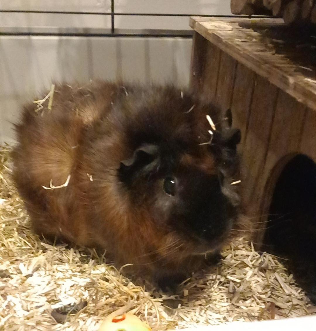 4 cavia zeugjes
