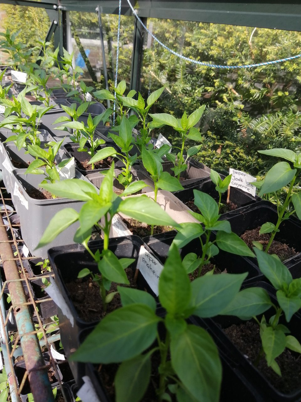 Moestuin planten