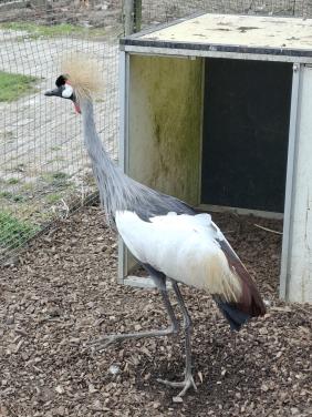 Kroonkraanvogel