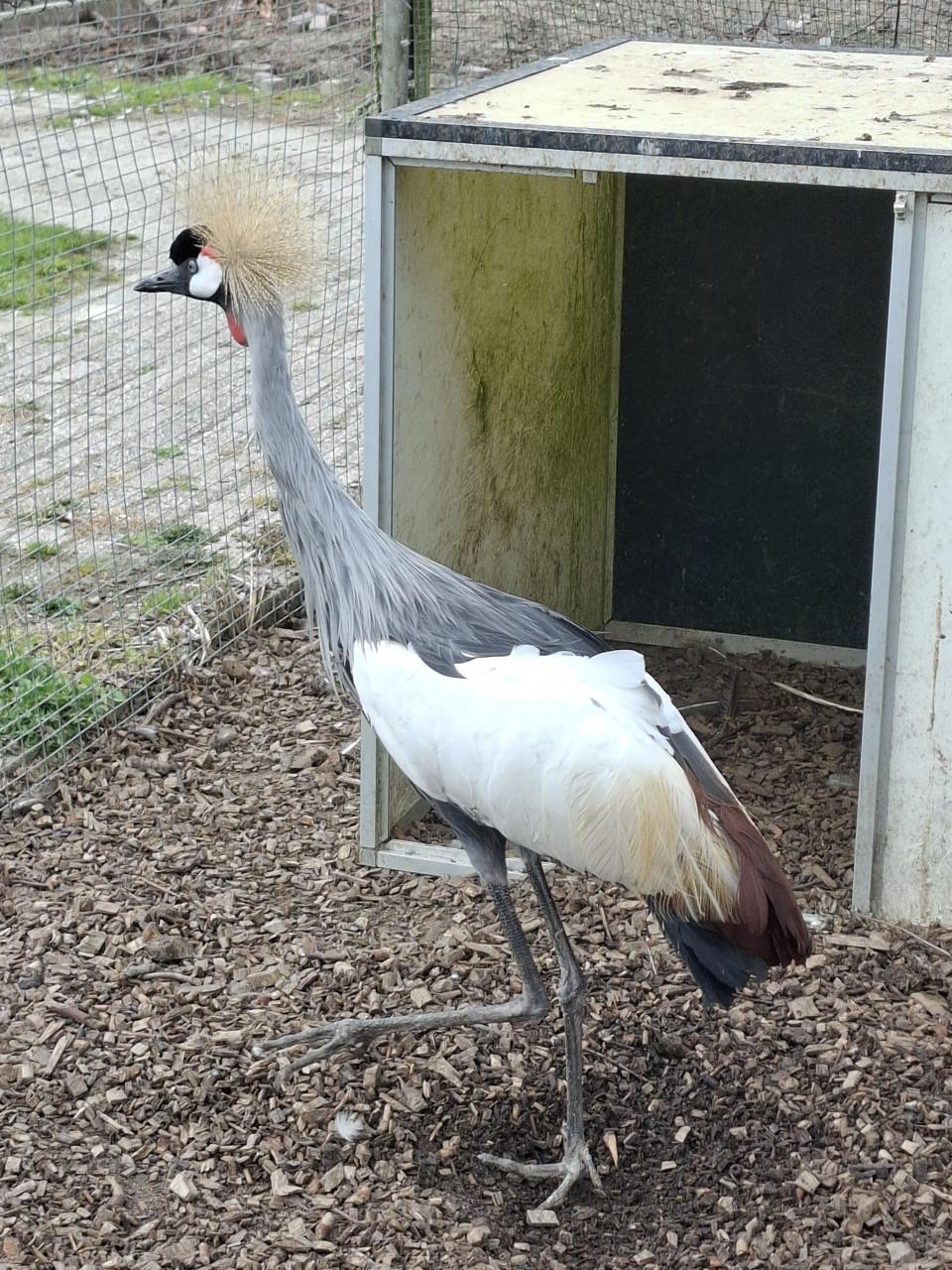 Kroonkraanvogel
